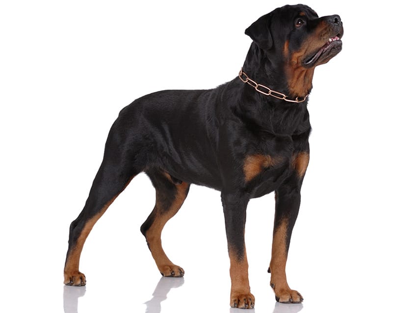 chien de gardiennage à auxerre